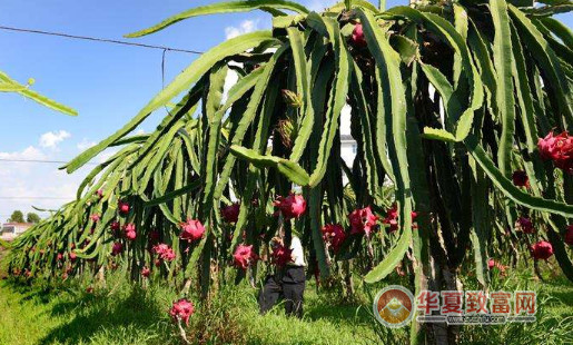 火龙果种植条件